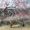 梅の花見頃　熊本県人吉市