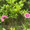 暑さに負けず！朝のウォーキングで花めぐり💐