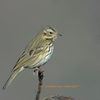 Olive-backed Pipit ビンズイ (インドの鳥その107)