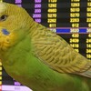 １２月２０日の相場見てみたよ　チュン