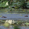 カイツブリ（瓢湖）