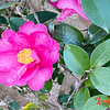 山茶花と柊とウィンターパンジー