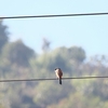 タカサゴモズ Long-tailed Shrike