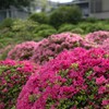 早咲きが満開！根津神社のつつじ苑