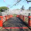 【2026年最新版】小見川城山公園の桜まつり完全ガイド｜屋台・ライトアップ・アクセス情報まとめ