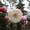 池上梅園（東京都大田区）の梅の花が見ごろです