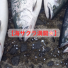 【最終日のソロ釣行で４本ゲット！海サクラ満開】