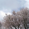 桜の前に雪の花