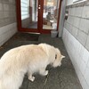 JOYの記録