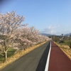 小田川の桜、