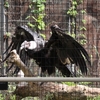 天王寺動物園の動物も手持ちぶさた