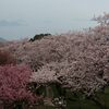 桜と瀬戸内海