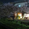 夜桜