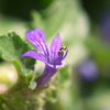 散歩道の花　ジゴクノカマノフタ他…