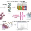 記事：各パイプラインの現状は？(その②)