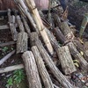 椎茸の榾木置き場を整理　5本は実家へ　Arrangement of storage for shiitake mushroom hoda trees