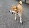 わざとリードをまたぐ犬