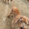 老犬ホームあん｜新人さん クウ^^