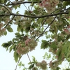 まんぼぅくん、隅田公園の八重桜　その6