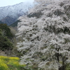 秦野の淡墨桜