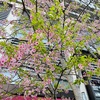 河津桜