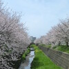 藻器堀川放水路の桜