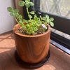 【植物日記】植物は素直です