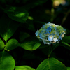 アジサイ：紫陽花　　「オタクサ」