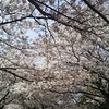 引地川桜遊歩道