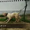 13匹の世界で最も危険な犬！