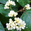 ツルソバ（蔓蕎麦）の花