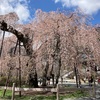 身延山久遠寺の桜