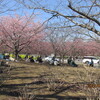 ２．２８（月・晴れ）２月最終日。昨日は三浦半島での河津桜。