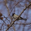 １月１９日のシジュウカラ（メス）