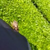 夏らしさと秋らしさが同居中　※虫の写真あり