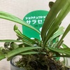 植え替え