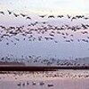 宮城・伊豆沼にマガンの群れ舞う　６万羽以上が越冬準備