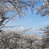 桜もいいけど山菜が呼んでいる気がする