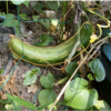 夏野菜　キュウリ12【1本見つけました】