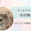 チンチラの匂いはほぼ無臭？におうときの原因と対策