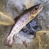 犬上川　渓流釣り　釣果