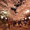 ムード満点の夜桜 日本三大夜桜