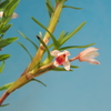 Maxillaria spilotantha