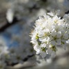 東京で開花宣言。