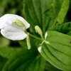 「花の駅・花楽の里」を見学しました。