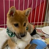 家族が、増えました【柴犬が家にやってきた】