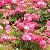 よしうみバラ公園のバラたち （75） ～ 花は心をあたためてくれる ～