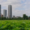 上野恩賜公園不忍池の蓮