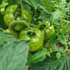 野菜作りの季節が始まった