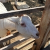 埼玉県こども動物自然公園